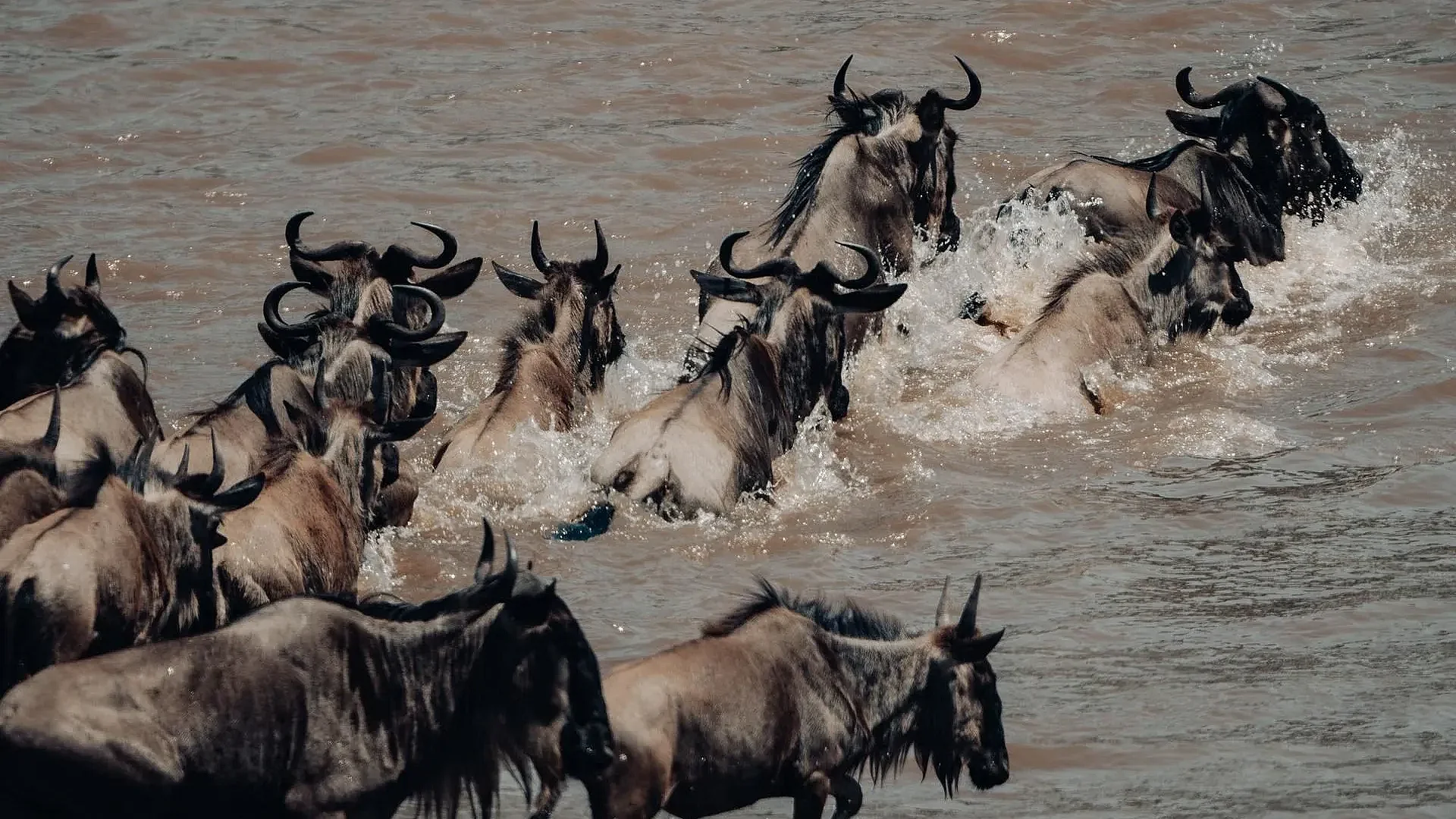Safari experience in the Serengeti