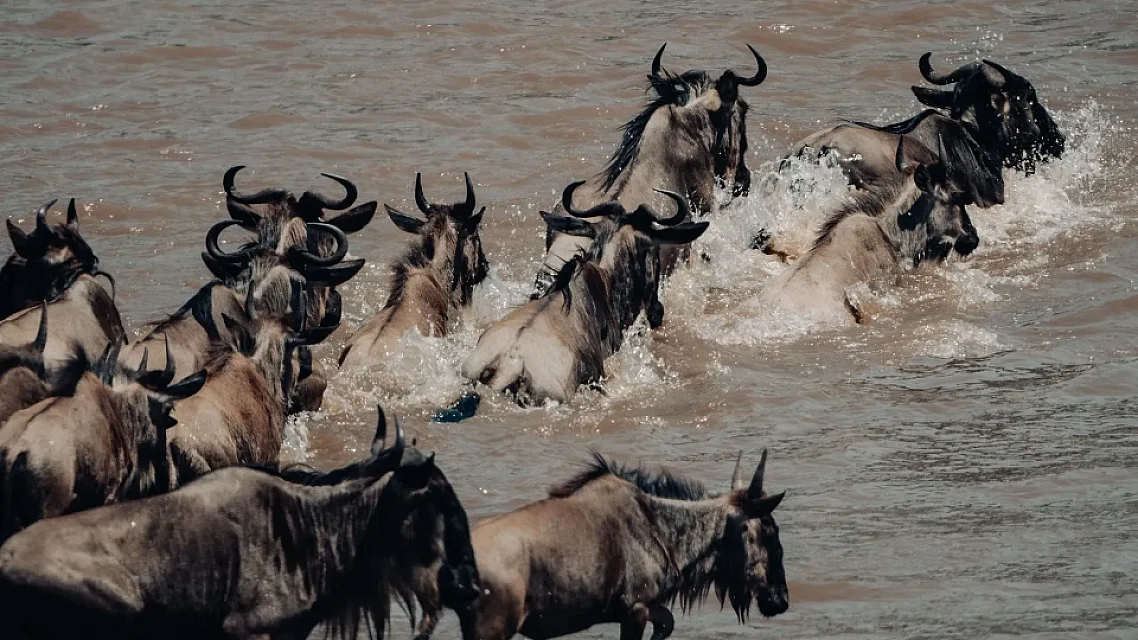 Full Day Serengeti Safari
