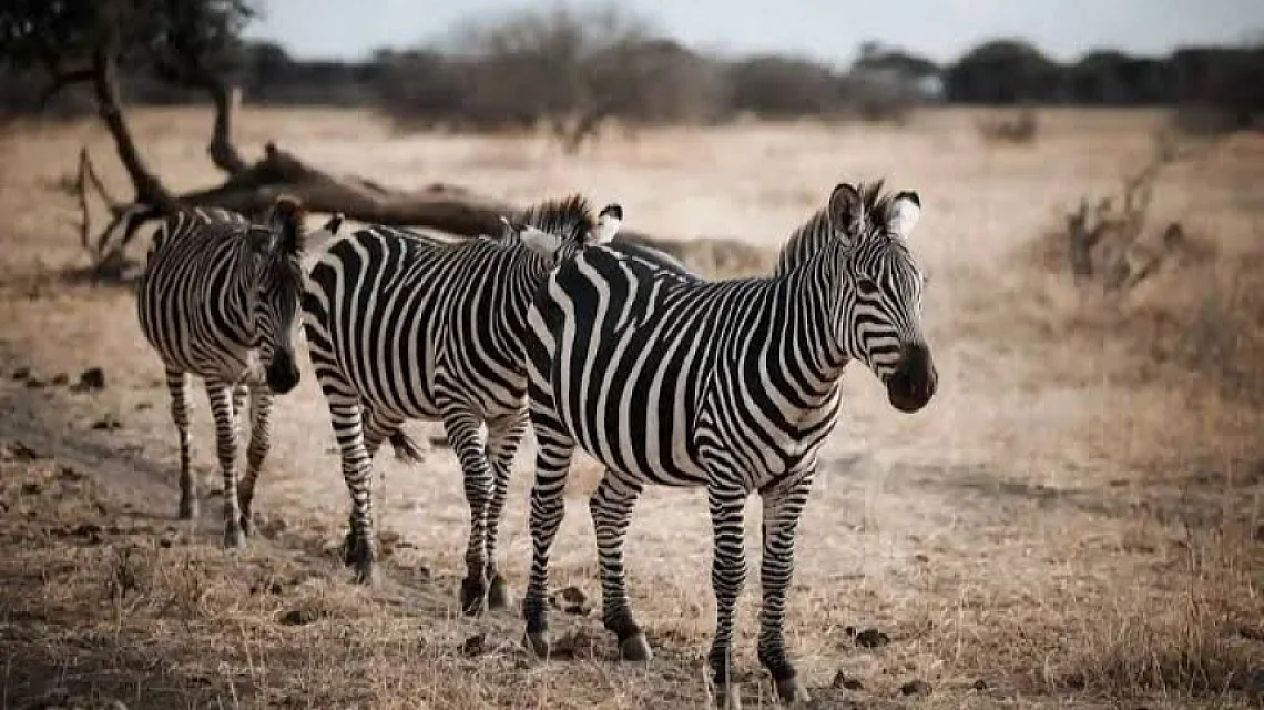 Wildlife