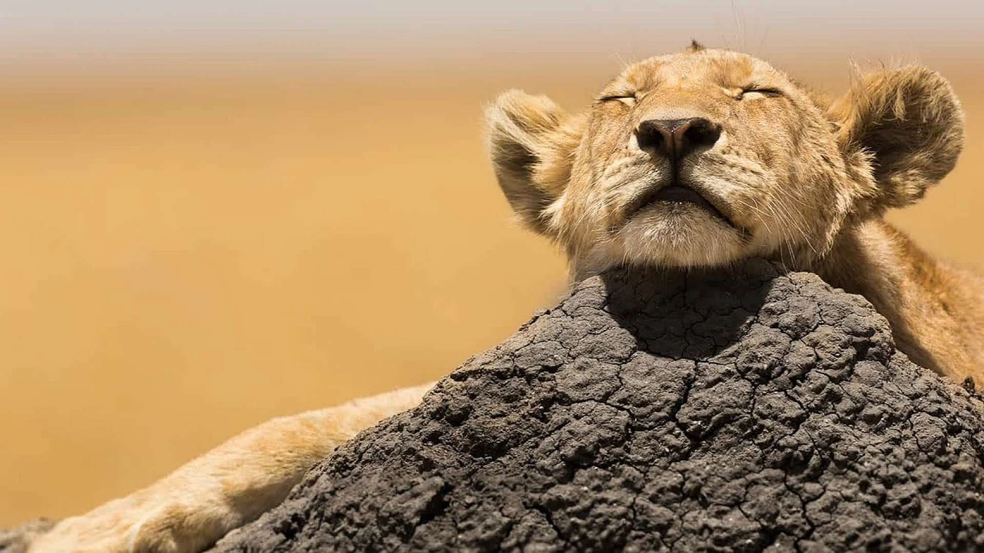 Conservation at Land of Nature Africa