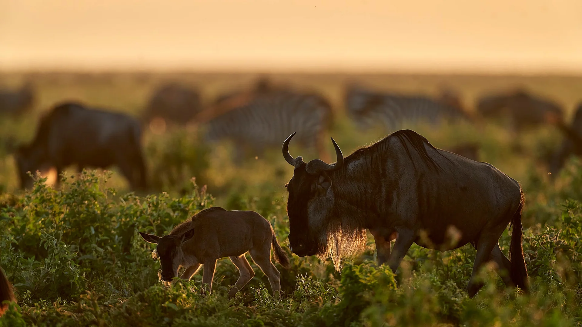Serengeti Conservation