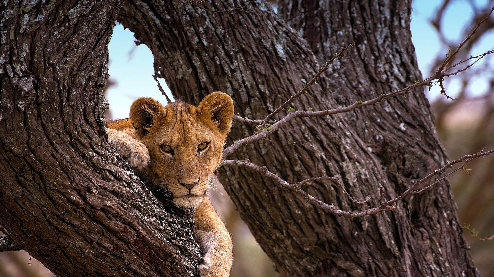 Plan Your Trip to the Central Serengeti