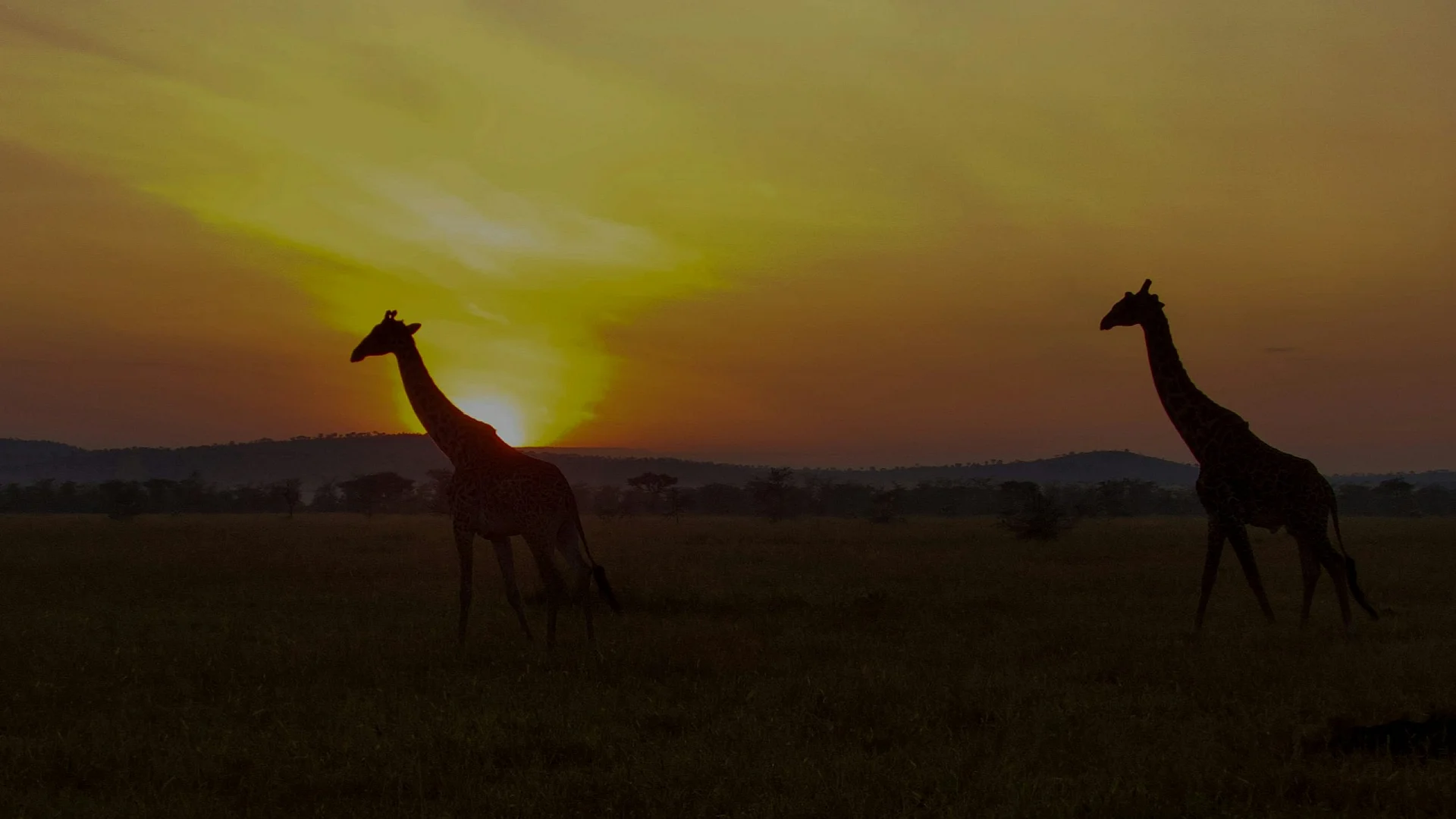 Safari landscape in Tanzania