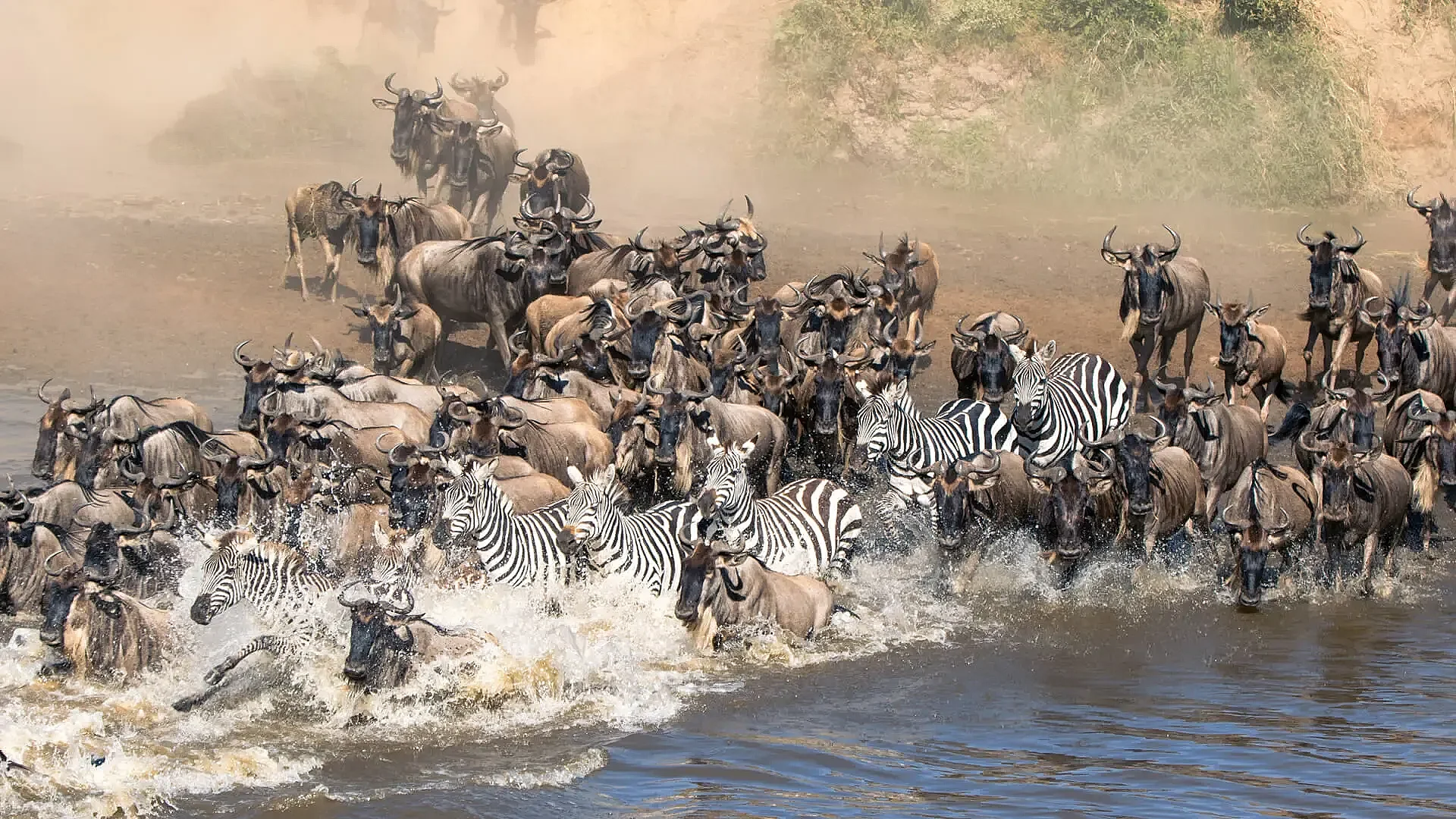 Great Wildebeest Migration