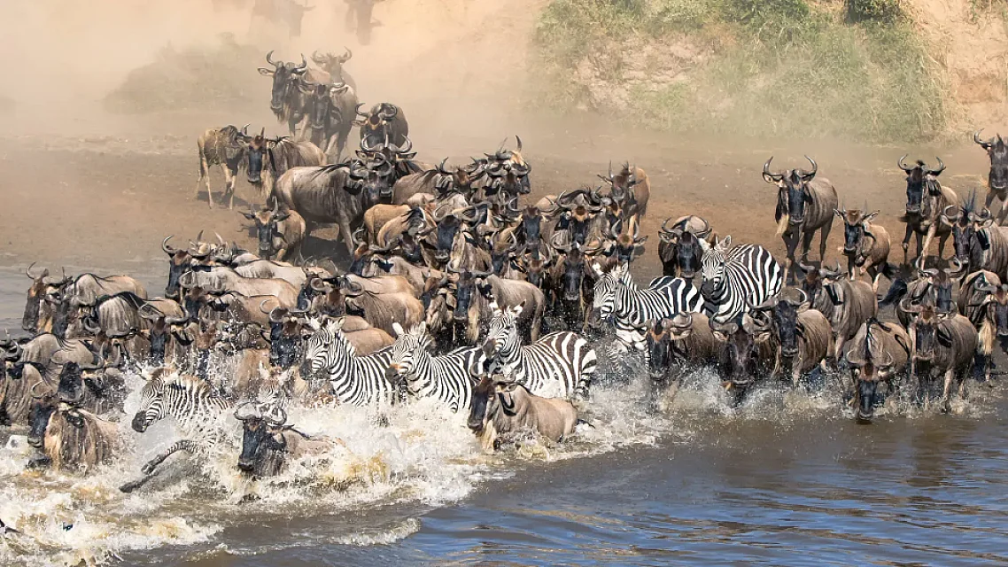 Great Wildebeest Migration