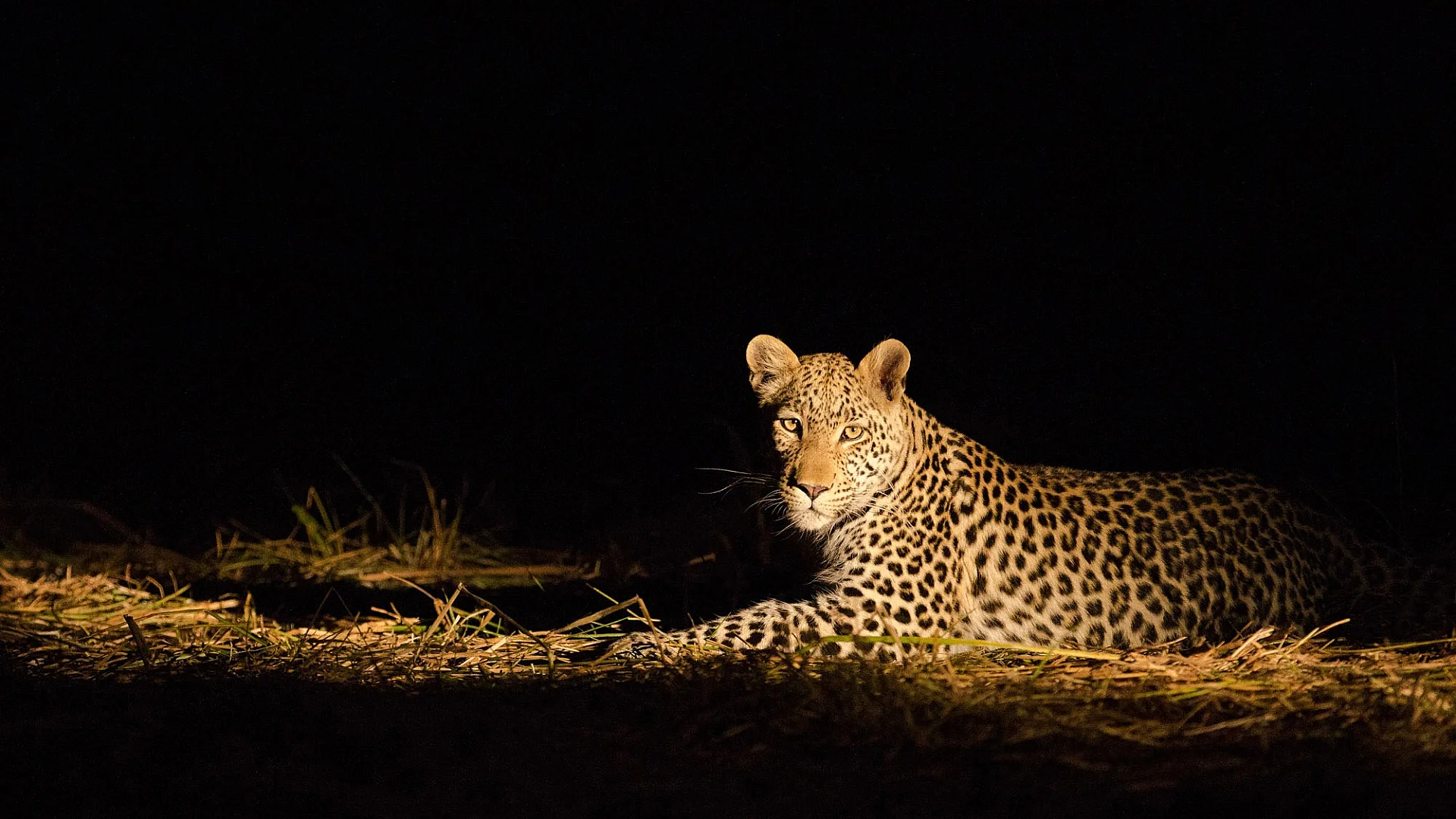 Night Game Drive in the Serengeti