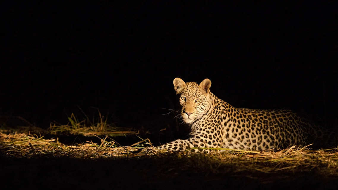 Night Game Drive in the Serengeti