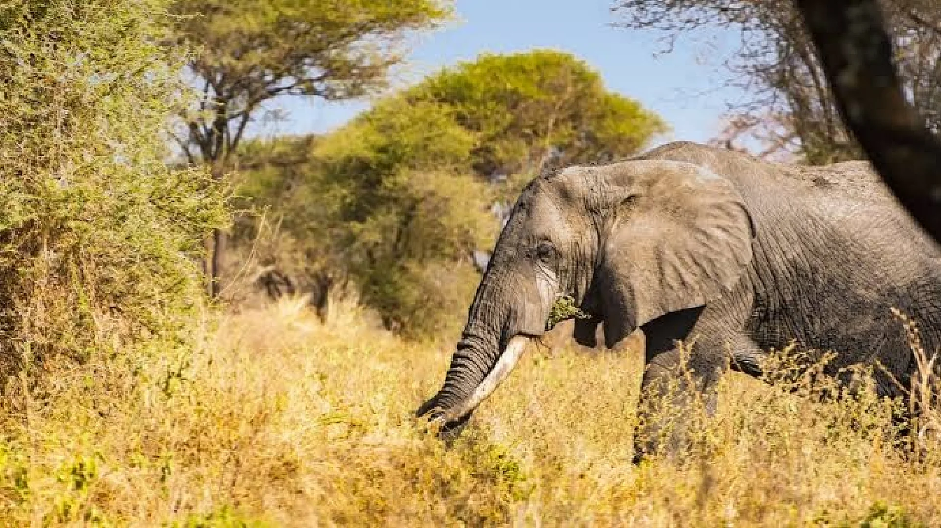 Morning Game Drive Through the Baobab Woodlands