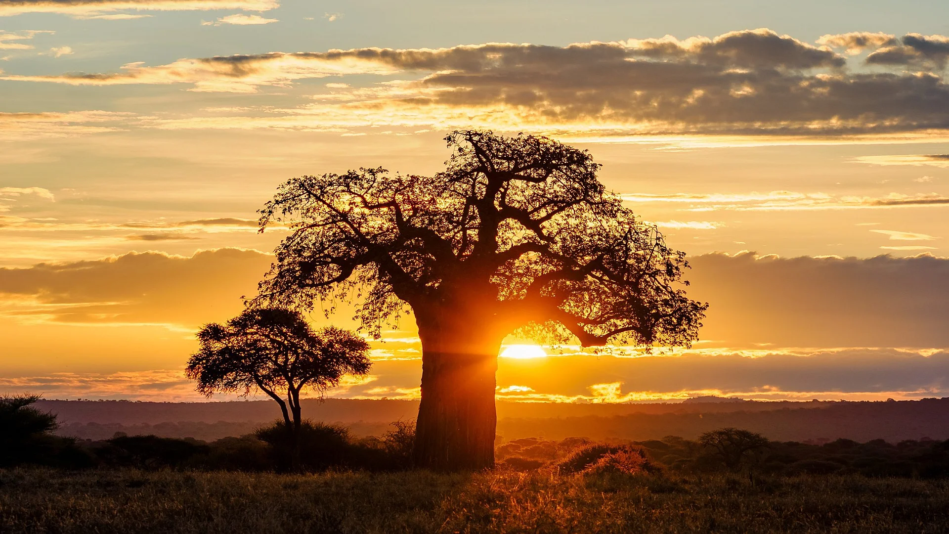 Sunset Game Drive in Tarangire