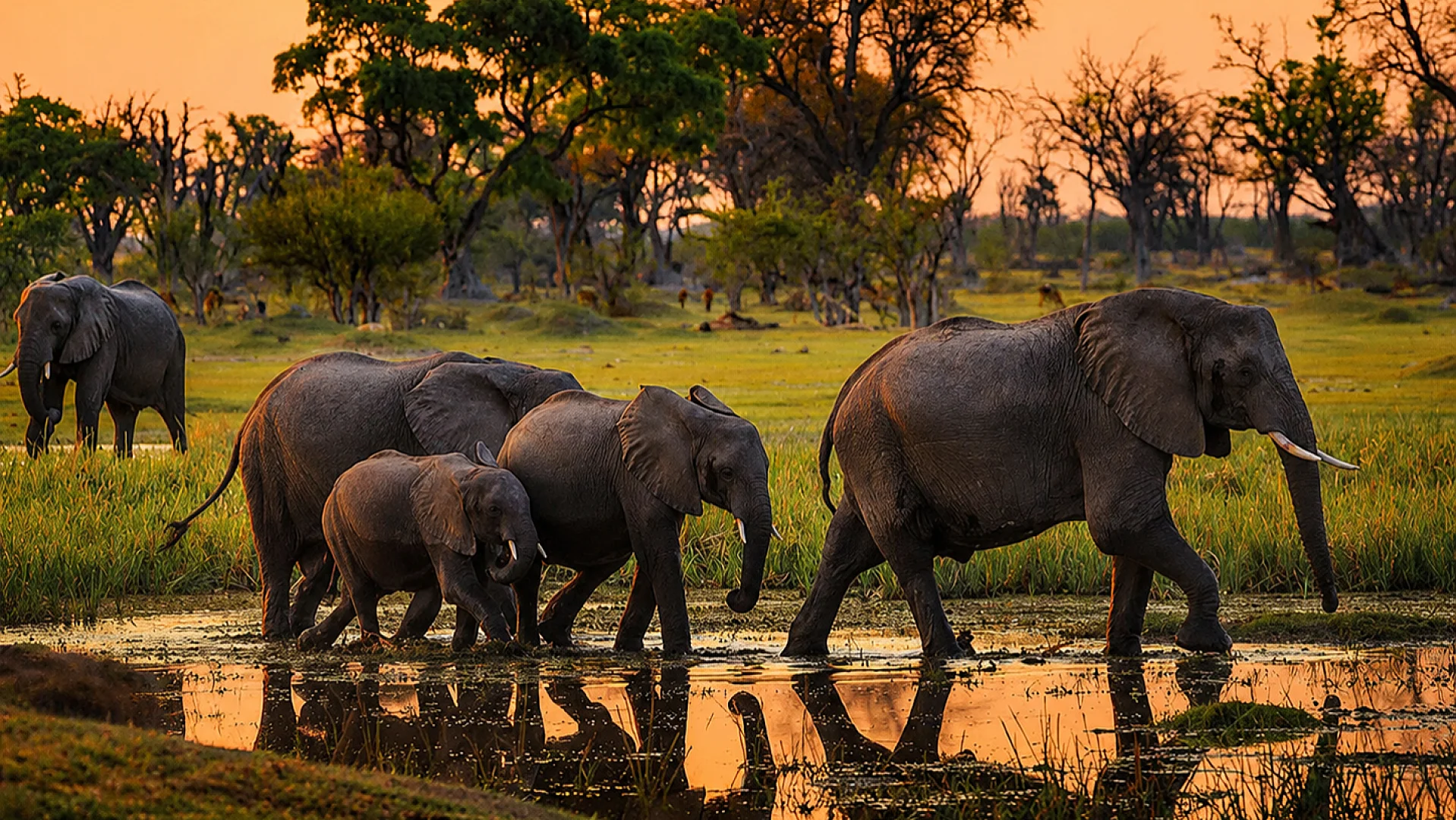 Full Day Tarangire Safari