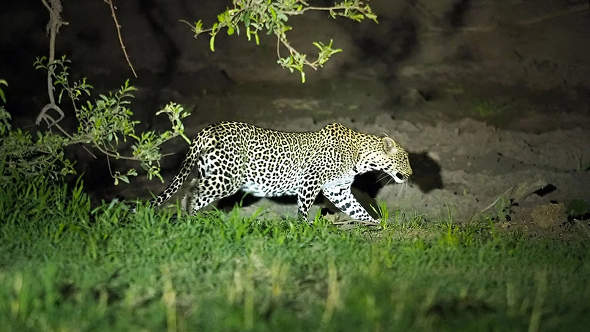 Night Game Drive in Tarangire