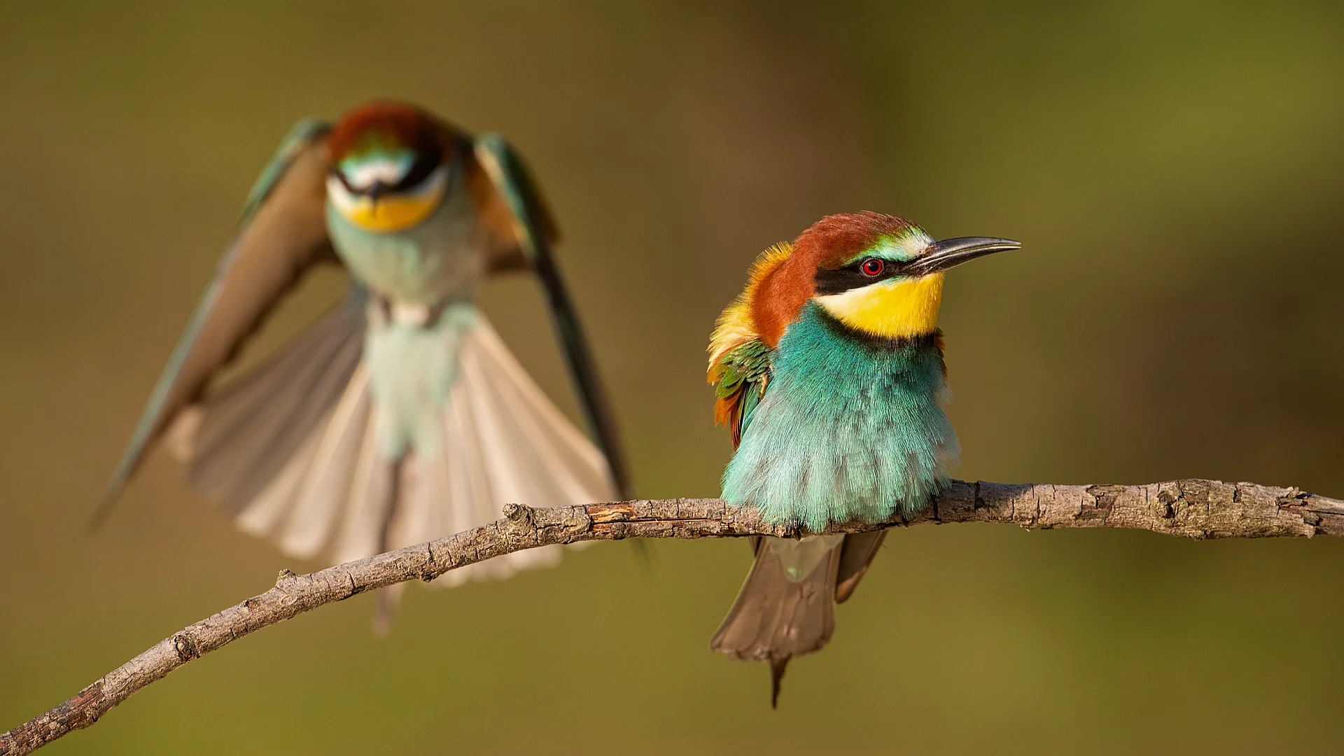 Bird Watching Expedition in Tarangire