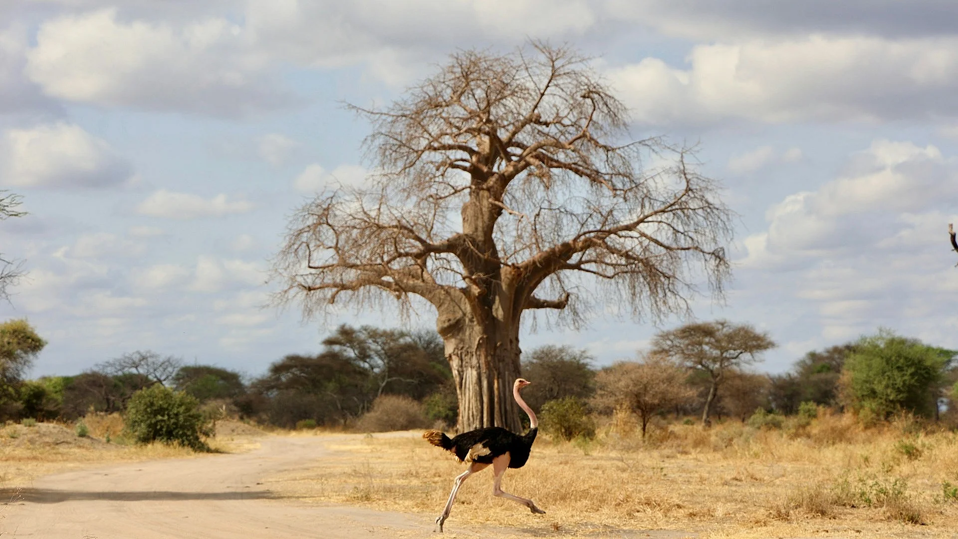 Complete Guide to Tarangire National Park