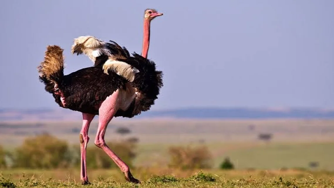Top 10 Birds to Spot in Tarangire National Park