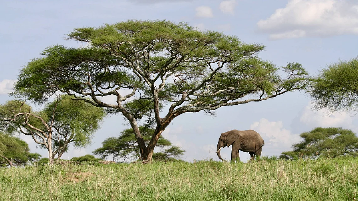 Why Tarangire Has More Elephants Than Anywhere in Tanzania